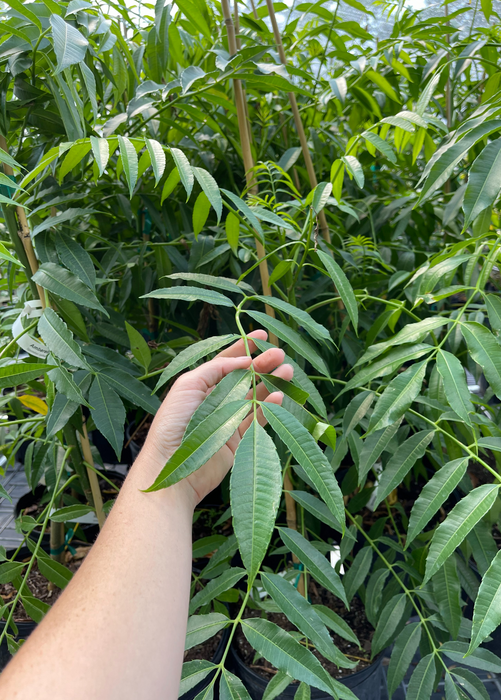 June Plum (Spondias dulcis)