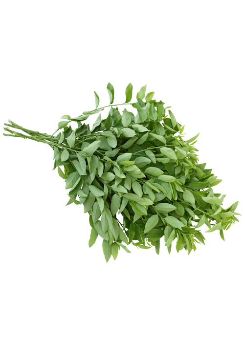 Katuk (Sauropus androgynus)