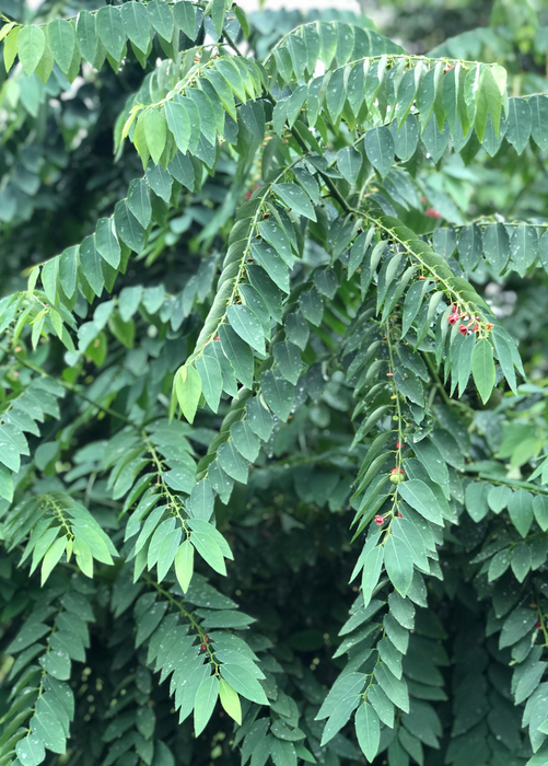 Katuk (Sauropus androgynus)