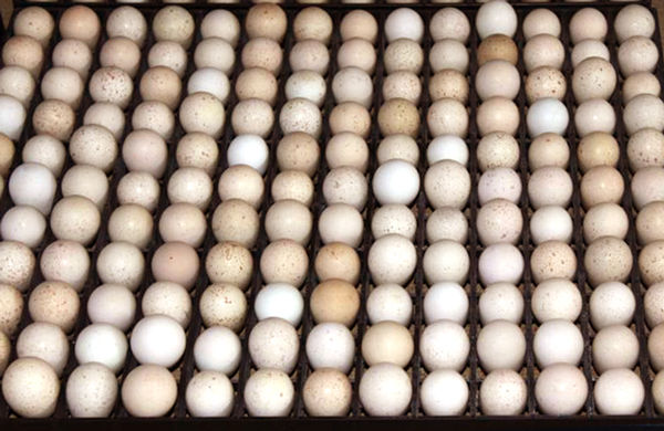 Egg Setter Tray - Partridge - 154 Eggs