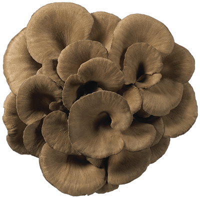 Organic MAITAKE Mushroom l From Our Suppliers | 1 pack (3.5 oz)