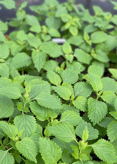 Klip Dagga (Leonotis nepetifolia)