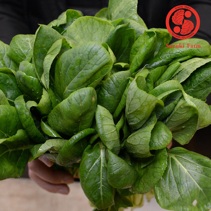 KOMATSUNA Leaves | Suzuki Farm | 1 bunch