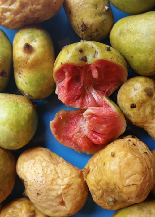 Kwai Muk (Artocarpus hypargyraeus)