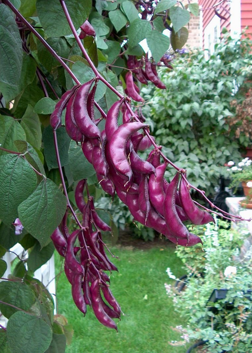 Lablab Bean (Lablab purpureus)