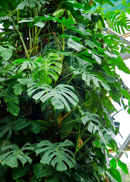 Monstera, Swiss Cheese Plant (Monstera deliciosa)