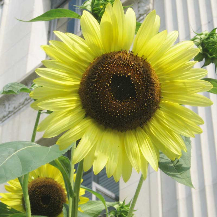 Lemon Queen Sunflower