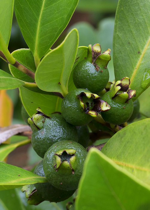 Guava, Lemon (Psidium littorale)