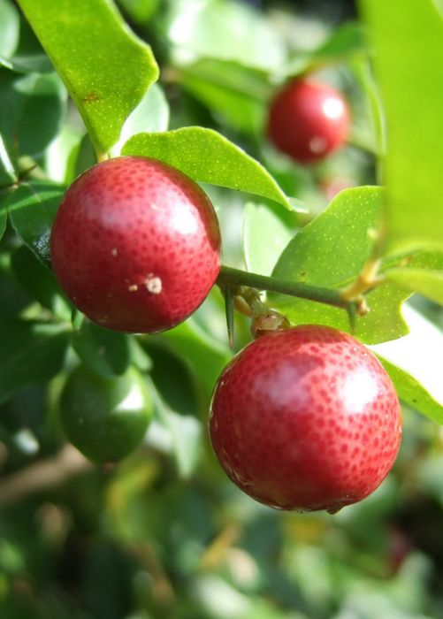 Limeberry (Triphasia trifolia)