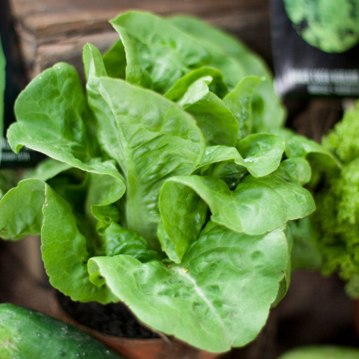 Little Gem Lettuce Seeds (Organic)