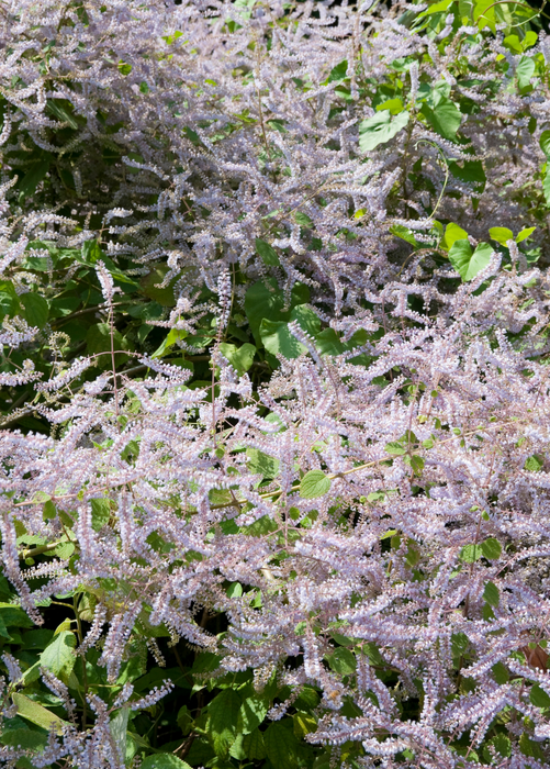 Iboza (Iboza riparia)