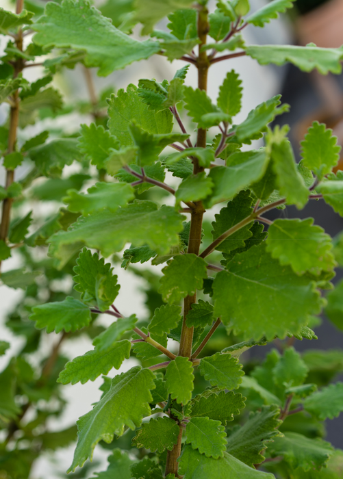 Iboza (Iboza riparia)