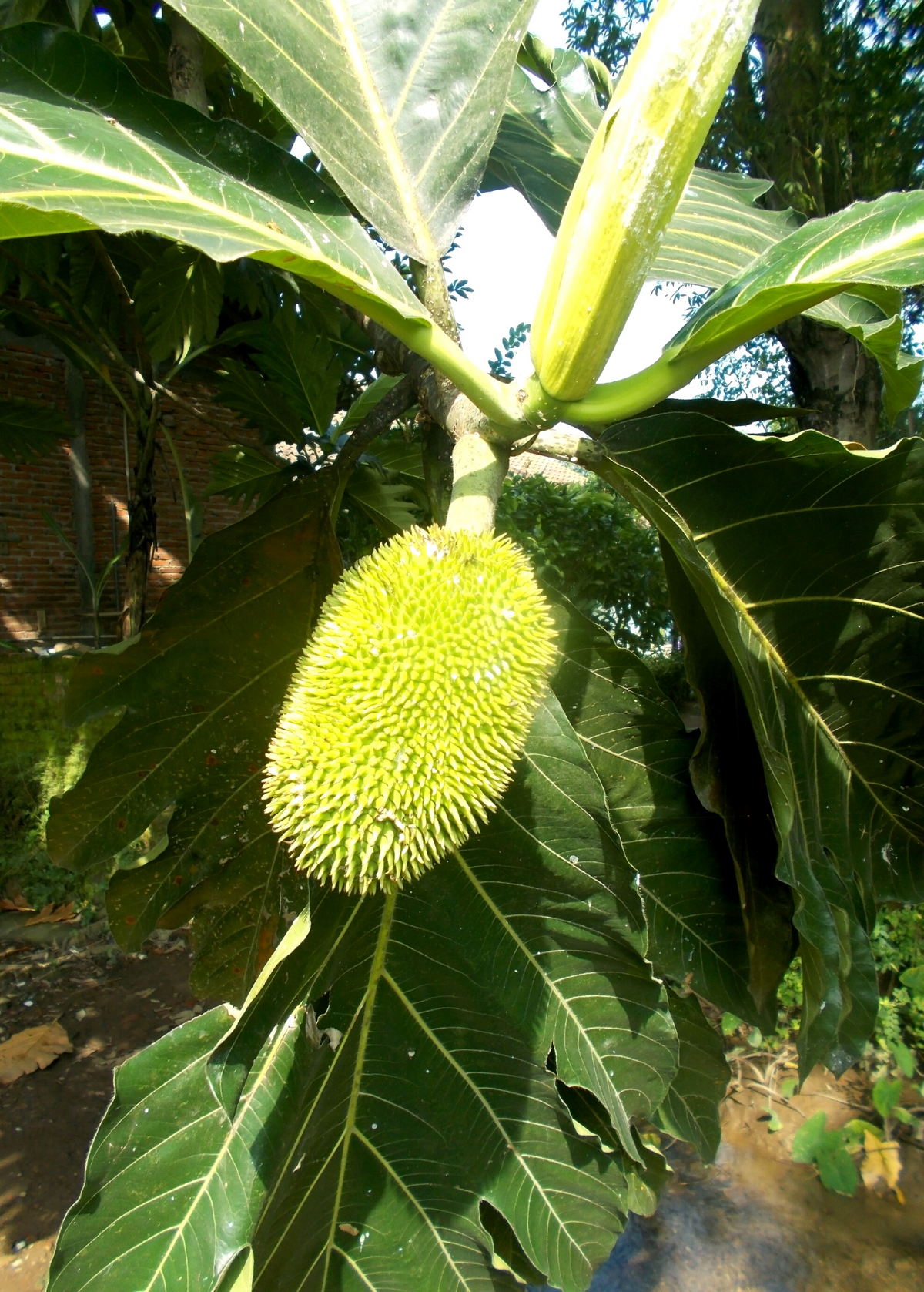 Breadnut (Brosimum alicastrum) — Specialty Food Source