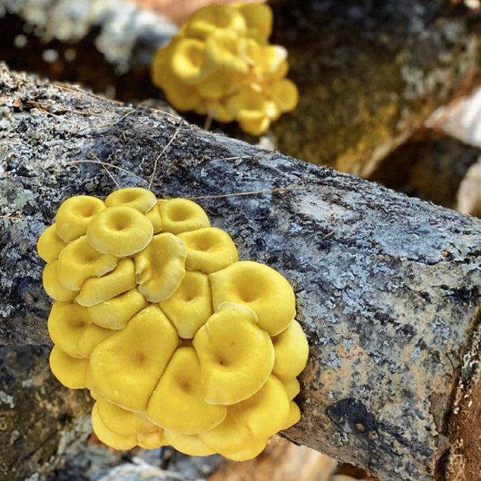 Organic Golden Oyster Mushroom Outdoor Log Growing Kit