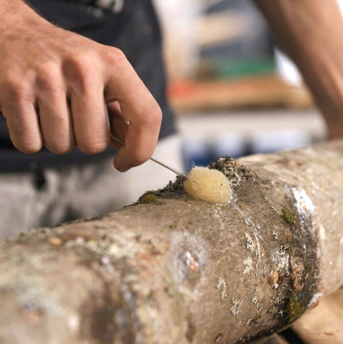 Organic Italian Oyster Mushroom Outdoor Log Growing Kit