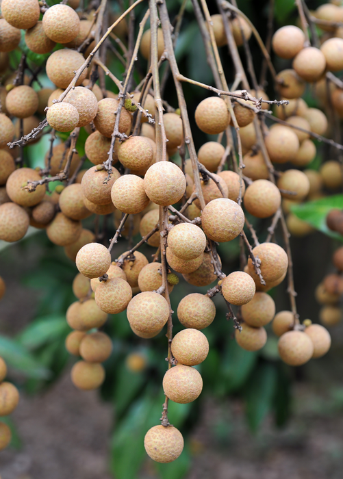 Longan, Pink 'Sri Chompoo' (Dimocarpus longan)