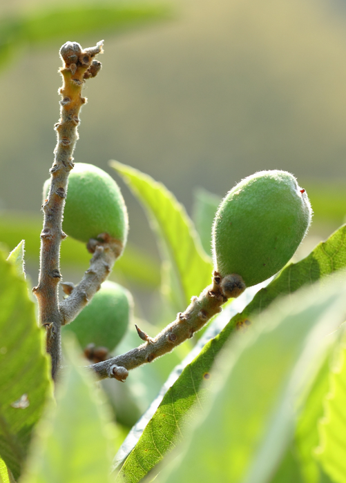 Loquat Seedling (Eriobotrya japonica)