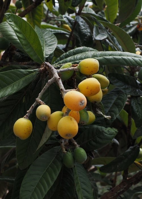Loquat Seedling (Eriobotrya japonica)