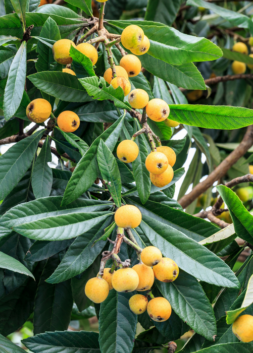 Loquat Seedling (Eriobotrya japonica)