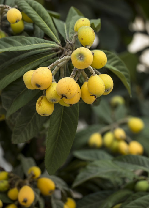 Loquat 'Champagne' (Eriobotrya japonica)