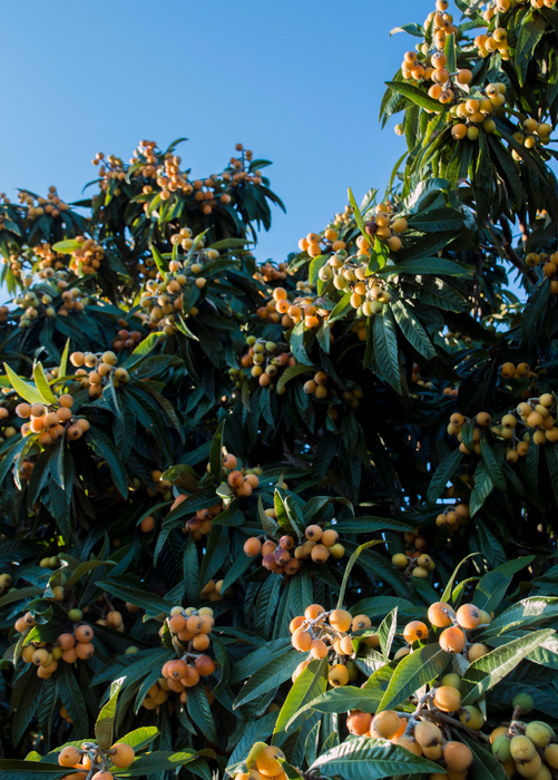 Loquat 'Christmas' (Eriobotrya japonica)