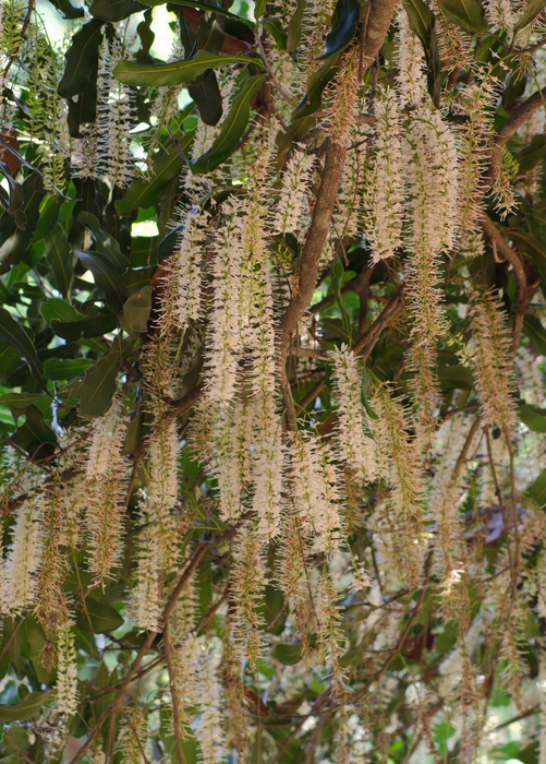 Macadamia 'Queen Anne' (Macadamia integrifolia)