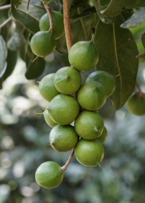 Macadamia 'Beaumont' (Macadamia integrifolia x tetraphylla)