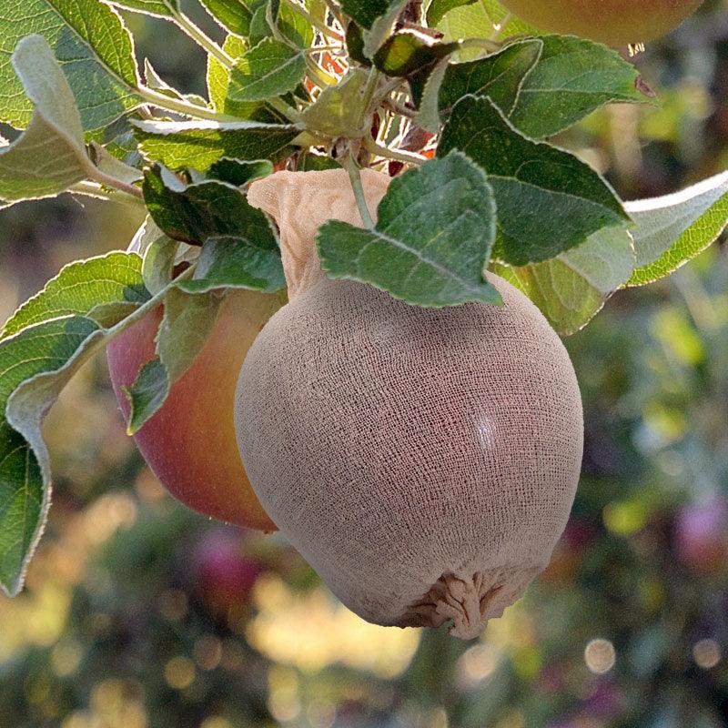 Pest Wizard Fruit Defender Insect Barrier 500-Pack — Specialty Food Source