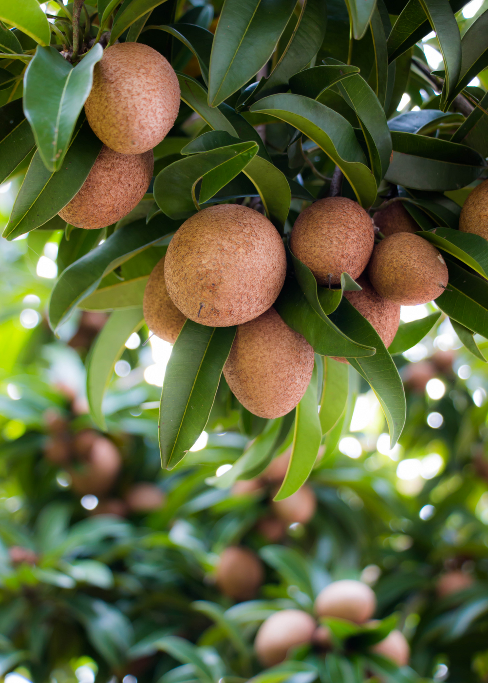 Sapodilla 'Makok' (Manilkara zapota) — Specialty Food Source