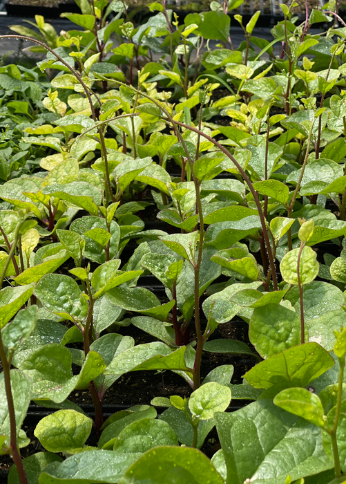 Malabar Spinach (Basella alba)