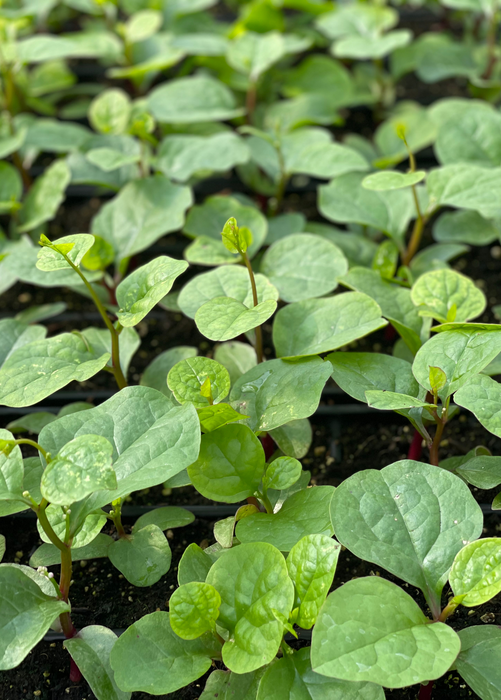 Malabar Spinach (Basella alba)
