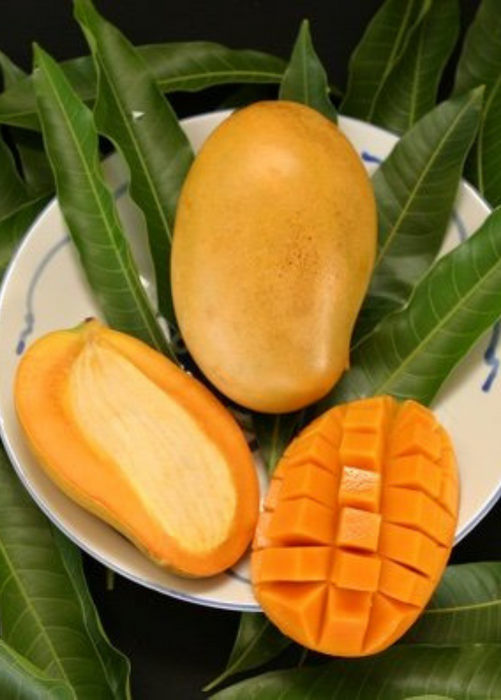 Mango 'Mallika' (Mangifera indica)