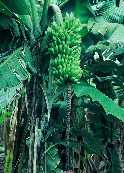 Banana 'Dwarf Maoli' (Musa kaualau)