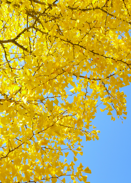 Ginkgo (Ginkgo biloba)