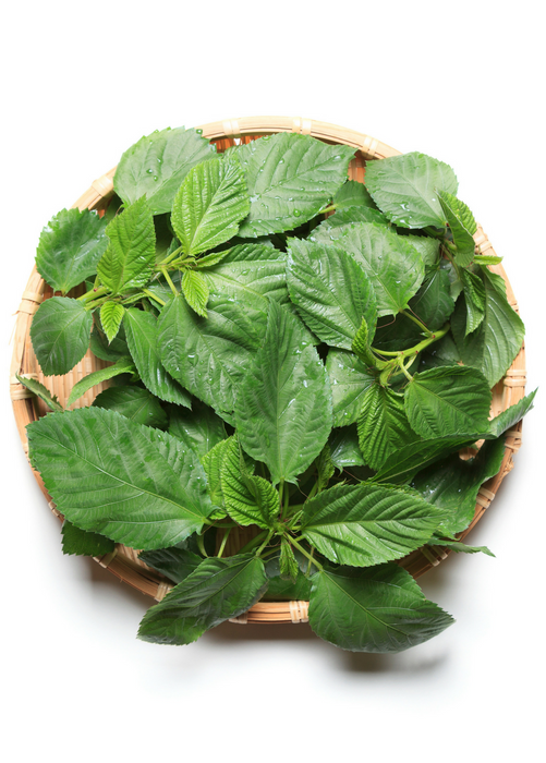 Molokhia Egyptian Spinach (Corchorus olitorius)