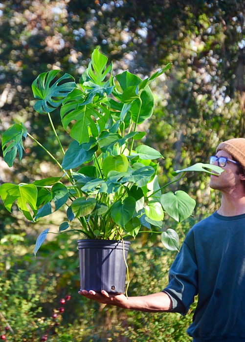 Monstera, Swiss Cheese Plant (Monstera deliciosa)