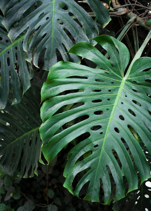 Monstera, Swiss Cheese Plant (Monstera deliciosa)