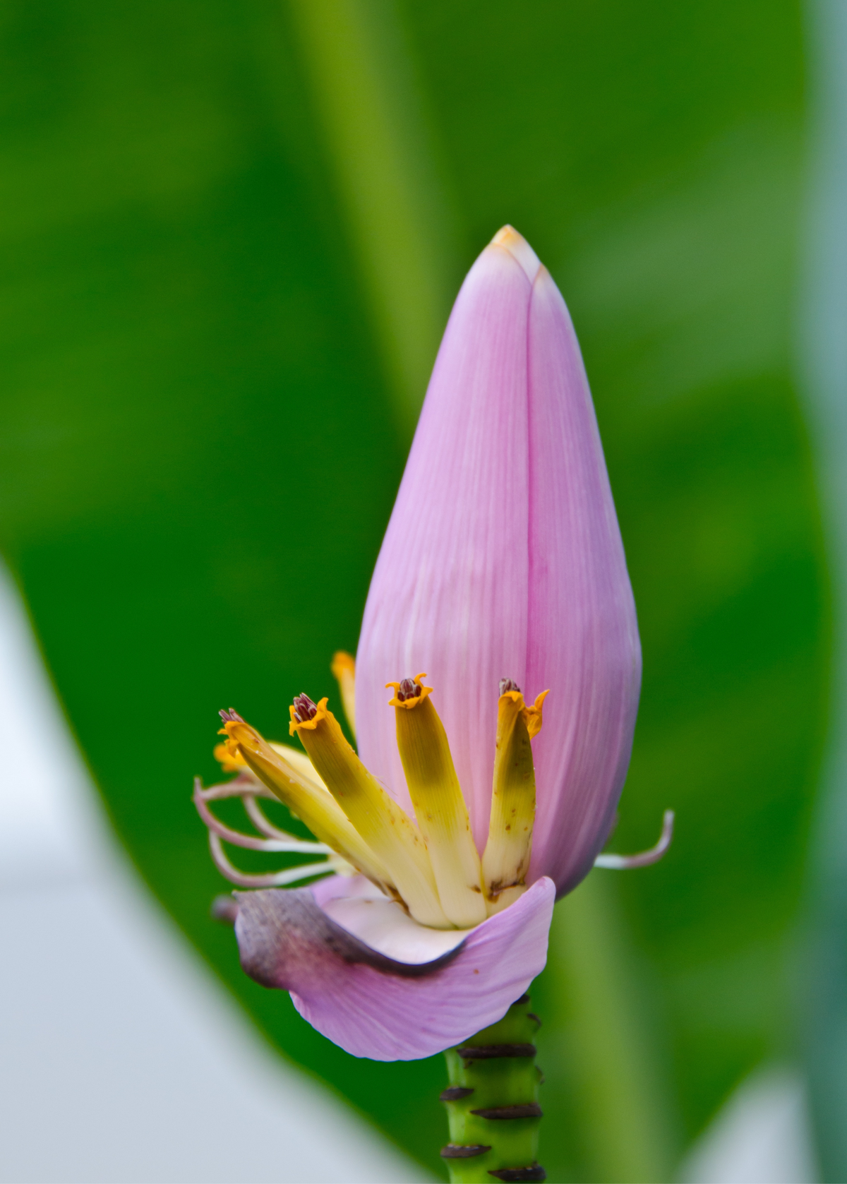Indian Dwarf Banana (Musa manii) — Specialty Food Source