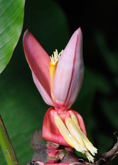 India Musa Indian Dwarf Banana (Musa manii) — Specialty Food Source