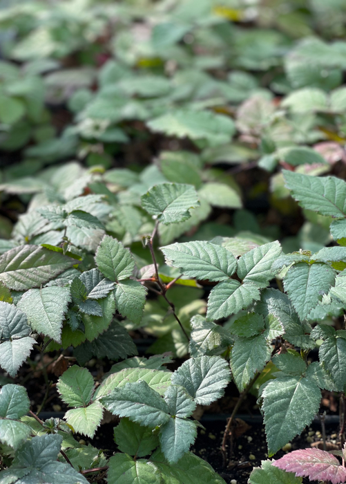 Blackberry, Thornless 'Natchez' (Rubus)