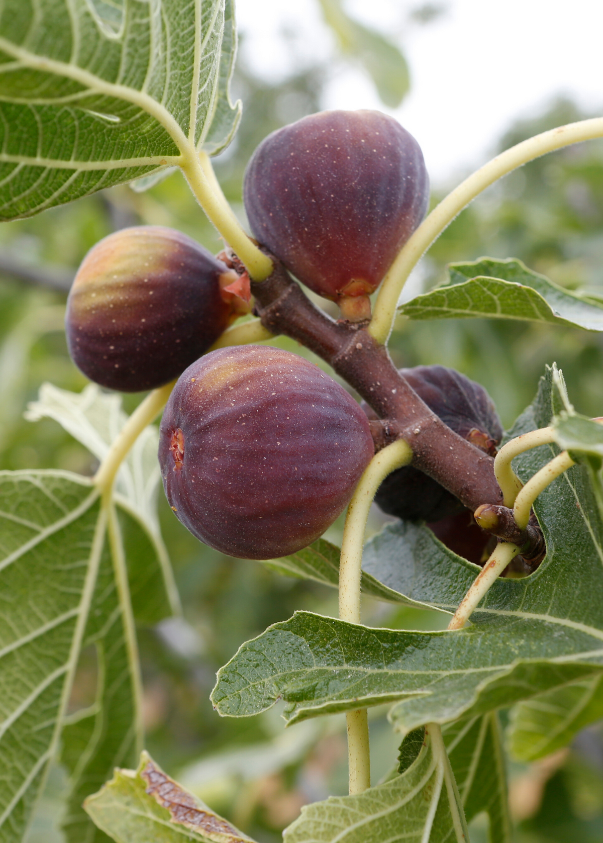 Ficus Food Fig 'Olympian' (Ficus carica) — Specialty Food Source