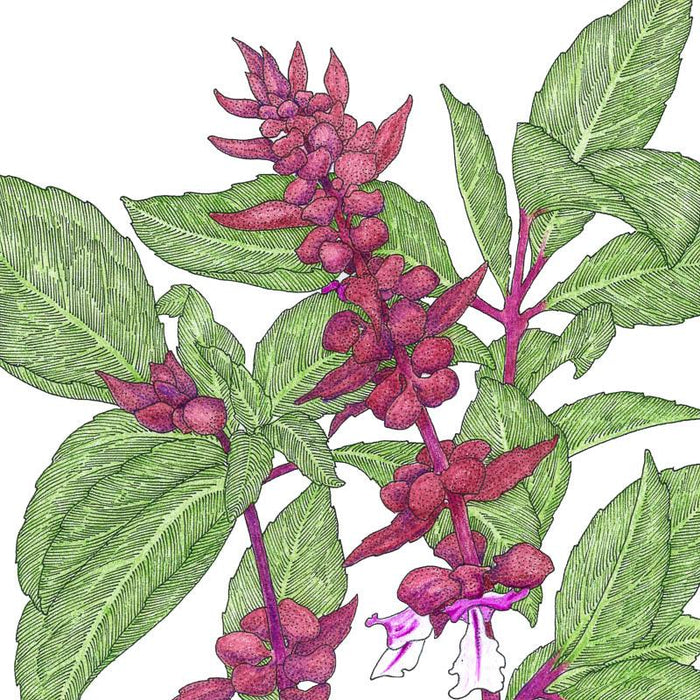 Thai Basil Seeds (Organic)