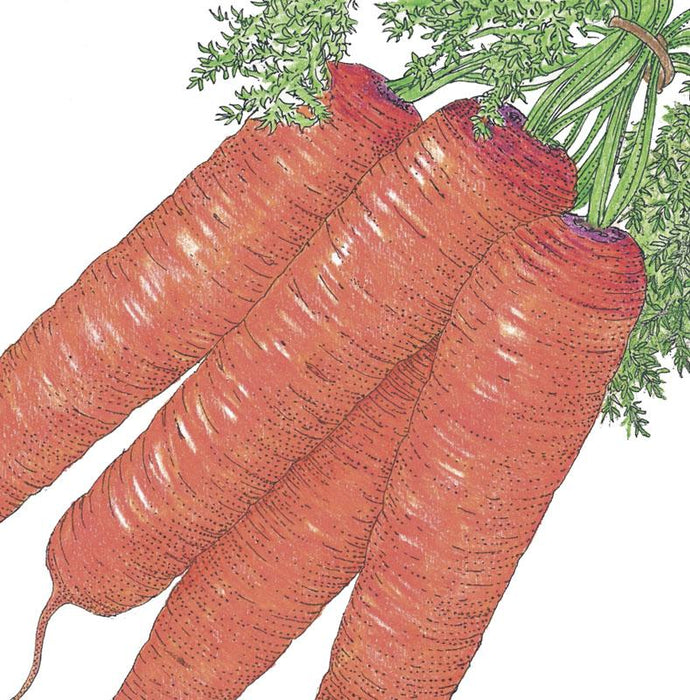 Scarlet Nantes Carrot Seeds (Organic)
