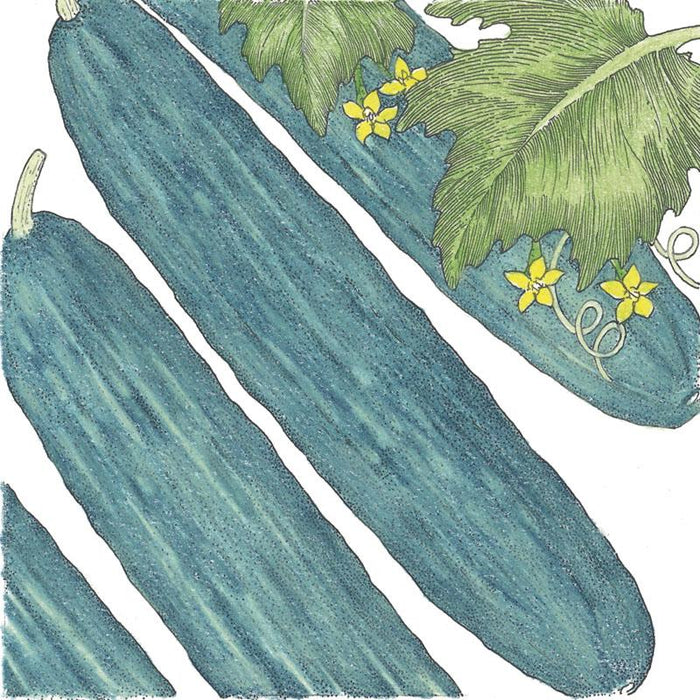 Muncher Cucumber Seeds (Organic)