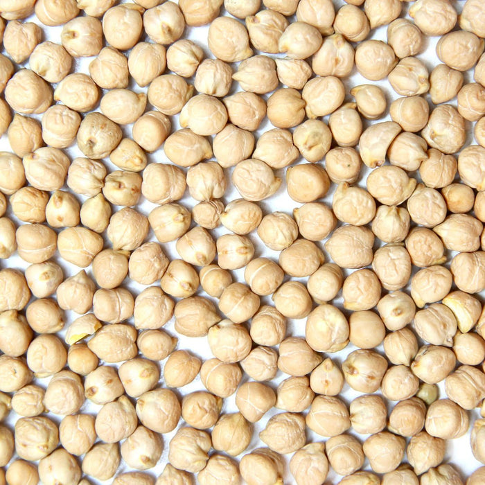 Organic Garbanzo Bean Sprouting Seed