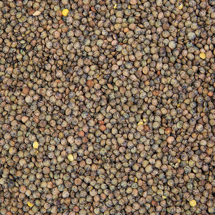 Organic Lentil Sprouting Seed