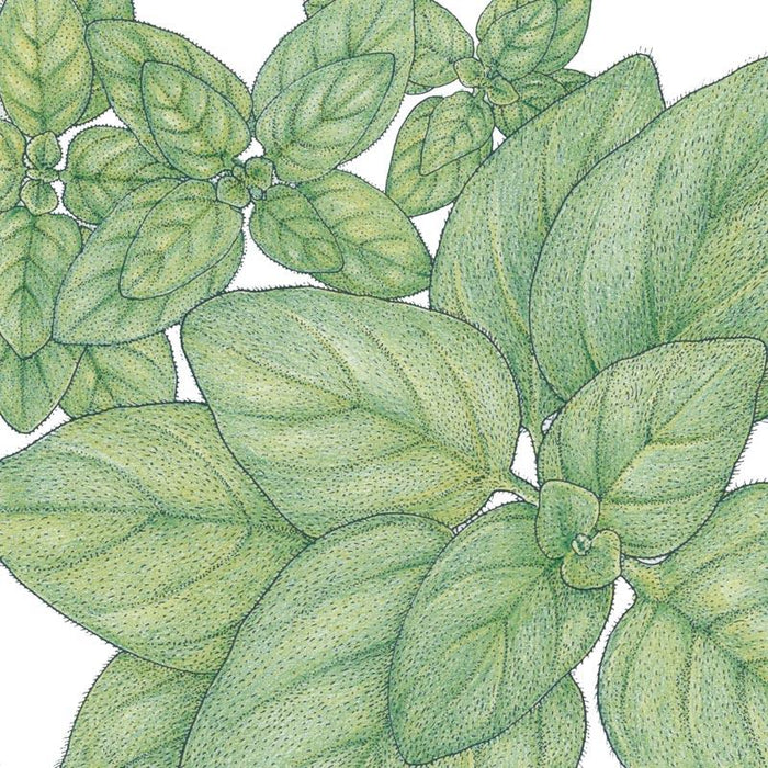 Greek Oregano Seeds (Organic)