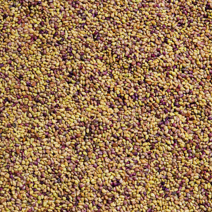 Organic Red Clover Sprouting Seed