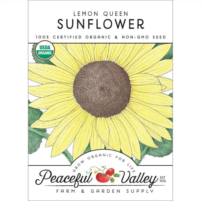 Lemon Queen Sunflower