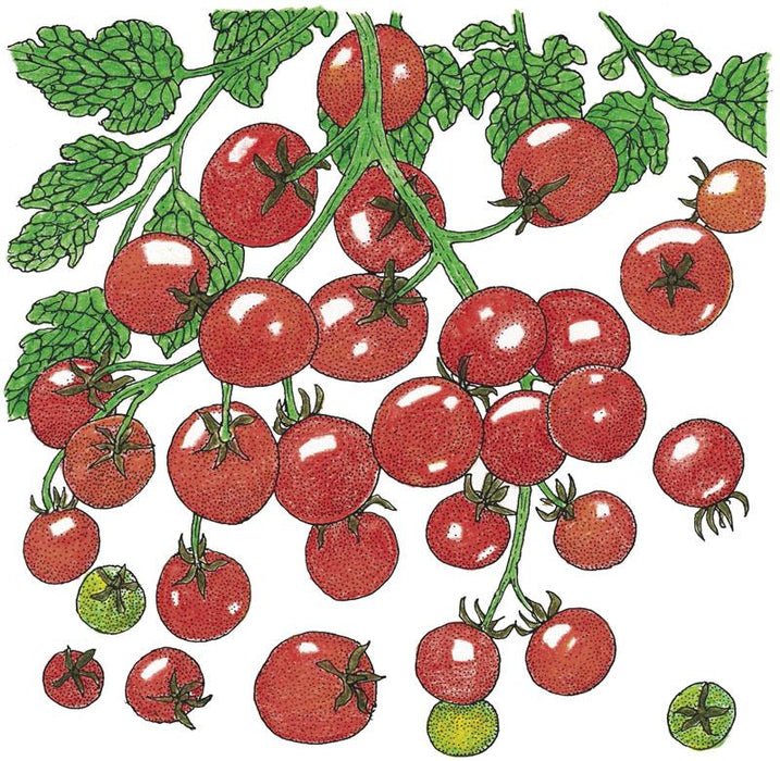 Sweetie Tomato Seeds (Organic)